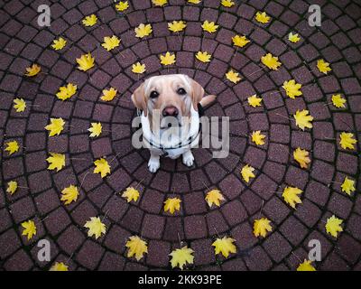 Der entzückende Labrador Retriever sitzt auf dem Kopfsteinpflaster und ist mit Herbstapelblättern geschmückt Stockfoto