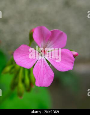 Schöne rosa Blume mit Knospen Stockfoto