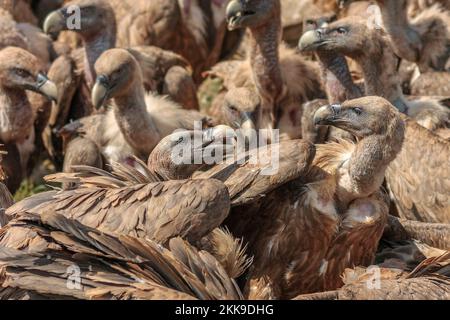 Griffon-Geier, Grips fulvus, kämpfend Stockfoto