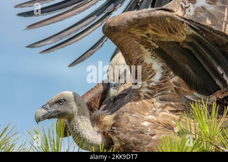 Gänsegeier, abgeschottet Fulvus, kämpfen Stockfoto