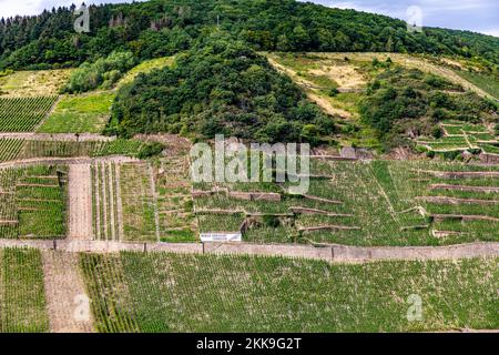 Zell, Deutschland - 27. Juli 2020: Landschaftlich reizvolle Weinberge im moseltal bei Zell mit den berühmten steilen Lindenterrassen und der Marke des Weines im f Stockfoto