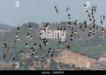 Schwarze geflügelte Stelzen, Himantopus himantopus, Gruppe im Flug Stockfoto
