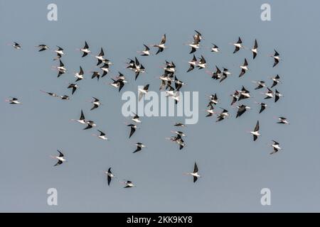 Schwarze geflügelte Stelzen ( Himantopus himantopus ) im Flug Stockfoto