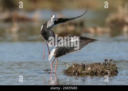 Schwarze geflügelte Stelzen, Himantopus himantopus, die abheben Stockfoto