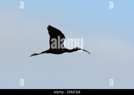 Hochglanz-Ibis im Flug, Plegadis falcinellus Stockfoto