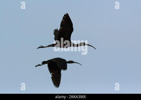 Hochglanz-Ibis im Flug, Plegadis falcinellus Stockfoto