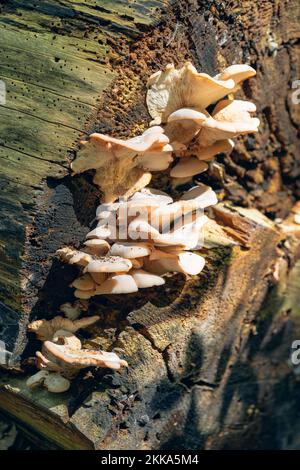 Nahaufnahme von Austernpilzen, die am Ende eines verrotteten Stamms wachsen Stockfoto