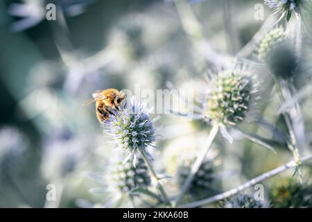 Eine Biene ernährt sich vom Nektar einer Eryngiumblume Stockfoto