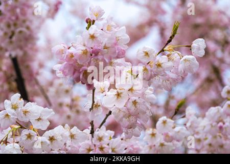 Zarte rosa Blüten auf einem Kirschbaum Stockfoto