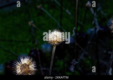 Die Blumen des letzten Jahres im Garten auf dem Bett, im Frühjahr Stockfoto