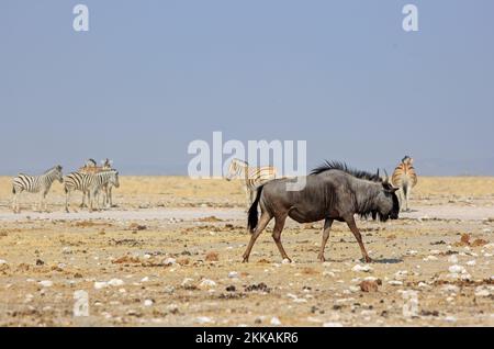 Ein einsamer Gnus, der über die Etosha Pan läuft, mit einer kleinen Herde Zebra im Hintergrund, Namibia, Südafrika Stockfoto