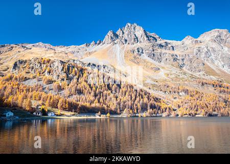 Majestätischer Blick auf die Berghänge mit goldenen Lärchen am Lake Sils in Upper Engadine, Schweiz, an einem sonnigen Tag im Oktober Stockfoto