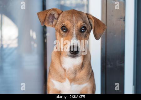 Das Hündchen ist müde und schläft ein. Tierheim, Hundefutter. Süßer Traum in der Kabine. Ich Suche einen Gastgeber. Hochwertige FullHD-Aufnahmen. Stockfoto