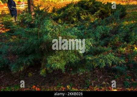 Der Wacholderbusch aus nächster Nähe. Hintergrund mit Wacholderzweigen, die im Park wachsen. Immergrüne Nadelpflanze. Stockfoto