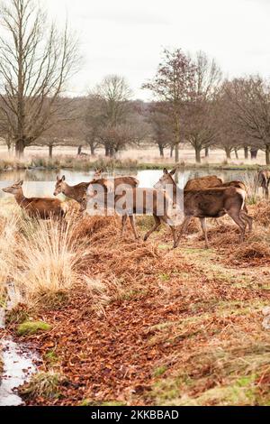 Herbstherde in Richmond Park, Großbritannien Stockfoto