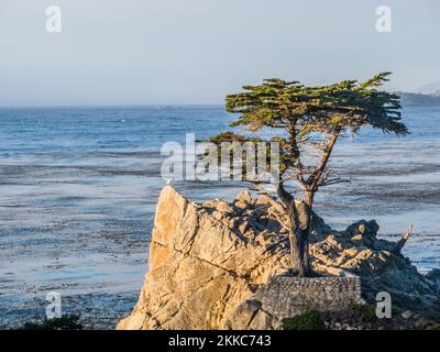 Monterey, USA - 26. Juli 2008: Blick auf den einbunter Zypressenbaum entlang des berühmten 17 Mile Drive in Monterey. Quellen behaupten, es sei einer der am meisten fotografierten Bäume Stockfoto