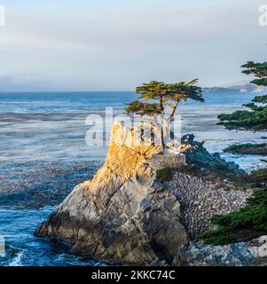 Monterey, USA - 26. Juli 2008: Blick auf den einbunter Zypressenbaum entlang des berühmten 17 Mile Drive in Monterey. Quellen behaupten, es sei einer der am meisten fotografierten Bäume Stockfoto