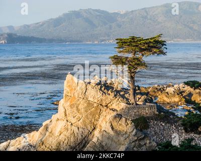 Monterey, USA - 26. Juli 2008: Blick auf den einbunter Zypressenbaum entlang des berühmten 17 Mile Drive in Monterey. Quellen behaupten, es sei einer der am meisten fotografierten Bäume Stockfoto