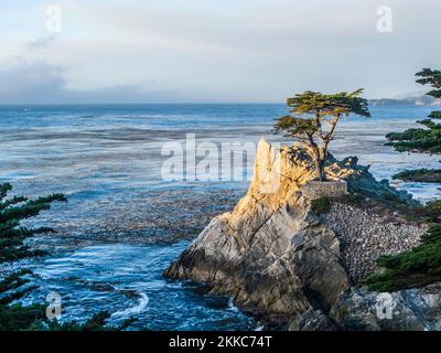 Monterey, USA - 26. Juli 2008: Blick auf den einbunter Zypressenbaum entlang des berühmten 17 Mile Drive in Monterey. Quellen behaupten, es sei einer der am meisten fotografierten Bäume Stockfoto