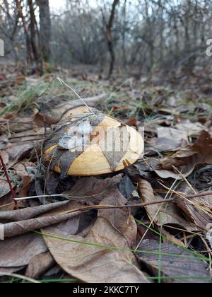 Ingwerpilz wächst im Wald auf einer Lichtung. Hochwertige Fotos Stockfoto