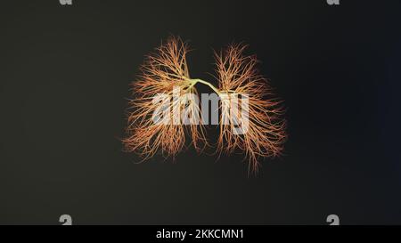 Menschliche Lungen aus Linien. Medizinisches Konzept. 3D-Rendering. Stockfoto