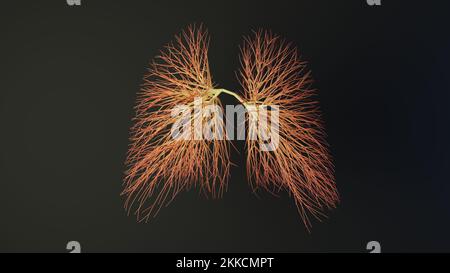 Menschliche Lungen aus Linien. Medizinisches Konzept. 3D-Rendering. Stockfoto