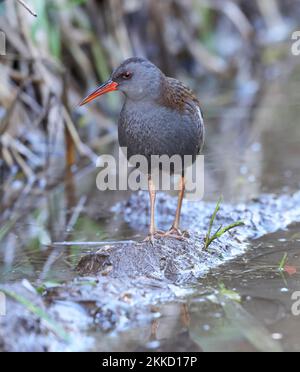 Schöne Aussicht aus der Nähe auf die Secret Water Rail vom Willow Hide im Slimbridge WWT Gloucestershire UK Stockfoto