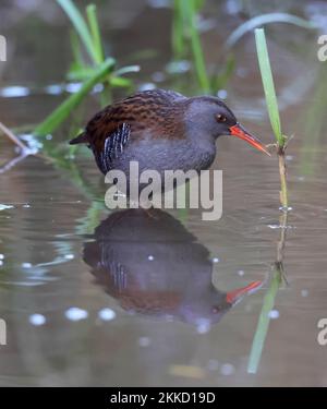 Schöne Aussicht aus der Nähe auf die Secret Water Rail vom Willow Hide im Slimbridge WWT Gloucestershire UK Stockfoto