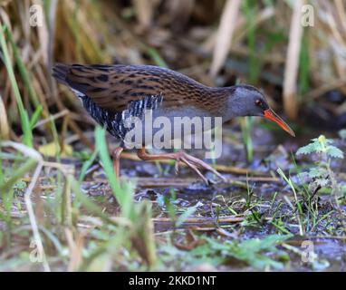 Schöne Aussicht aus der Nähe auf die Secret Water Rail vom Willow Hide im Slimbridge WWT Gloucestershire UK Stockfoto