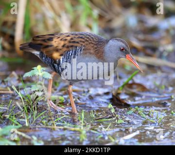 Schöne Aussicht aus der Nähe auf die Secret Water Rail vom Willow Hide im Slimbridge WWT Gloucestershire UK Stockfoto