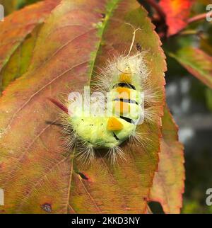 PALE TUSSOCK MOTTE Calliteara pudibunda. Foto: Tony Gale Stockfoto