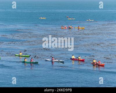 Monterey, USA - 26. Juli 2008: Die Menschen paddeln gerne im Monterey Bay Aquarium und beobachten die Flora und Fauna im Meer. Stockfoto