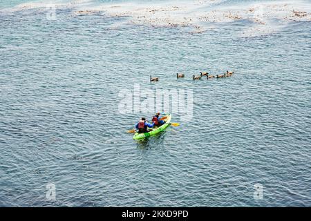 Monterey, USA - 26. Juli 2008: Die Menschen paddeln gerne im Monterey Bay Aquarium und beobachten die Flora und Fauna im Meer. Stockfoto
