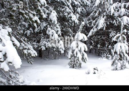 Winter im Fichtenwald sind Tannen mit weißem, flauschigem Schnee bedeckt. Zwei kleine Weihnachtsbäume zwischen großen Bäumen. Winter frostige Landschaft. Stockfoto