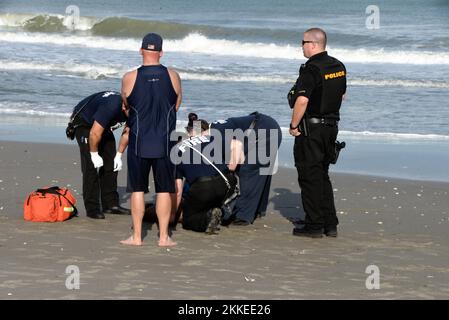 Florida, USA. 25.. November 2022. Melbourne Beach, Brevard County, Florida, USA. 25. November 2022. Einheiten von Brevard County Ocean Rescue, Brevard County Fire Rescue, Melbourne Beach Fire/Marine Rescue und Melbourne Beach Police Department unterstützten bei der Entfernung einer Person vom Strand nach einem beinahe-Ertrinkungsereignis, nachdem sie in eine Meeresströmung geraten war. Kredit: Julian Leek/Alamy Live News Kredit: Julian Leek/Alamy Live News Stockfoto