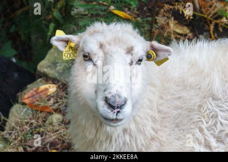 Ein weißes Schaf mit einem Gesicht mit gelben Ohrmarkierungen, das auf die Kamera schaut Stockfoto