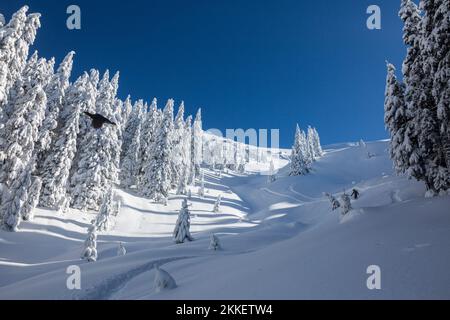 Freerider auf einem Snowboard fährt bergab in einem schneebedeckten Bergcouloir inmitten einer schneebedeckten Fichte. Der Vogel fliegt vor einem blauen Himmel Stockfoto