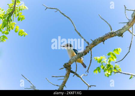 kingfisher hockte hoch im Baum vor blauem Himmel. Stockfoto