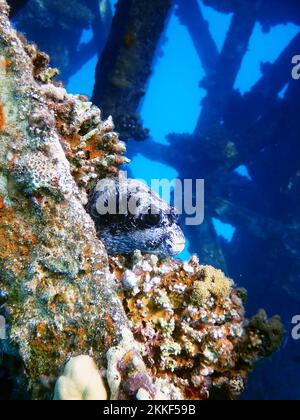 Der maskierte Puffer - (Arothron diadematus) Stockfoto