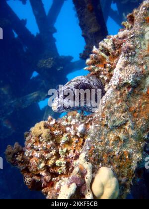 Der maskierte Puffer - (Arothron diadematus) Stockfoto