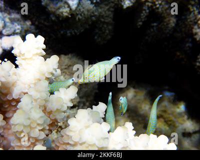 Harlequin Filefish (Oxymonacanthus longirostris) Unterwasserszene im Roten Meer, Ägypten Stockfoto