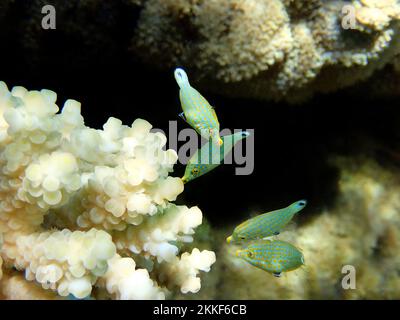 Harlequin Filefish (Oxymonacanthus longirostris) Unterwasserszene im Roten Meer, Ägypten Stockfoto