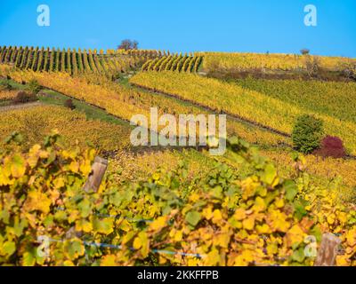 Weinberge in Herbstfarben auf dem Hügel von Riquewihr - Weinstraße des Elsass, Frankreich. Stockfoto