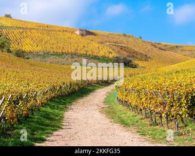 Weinberge in Herbstfarben auf dem Hügel von Turckheim - Weinstraße des Elsass, Frankreich. Stockfoto