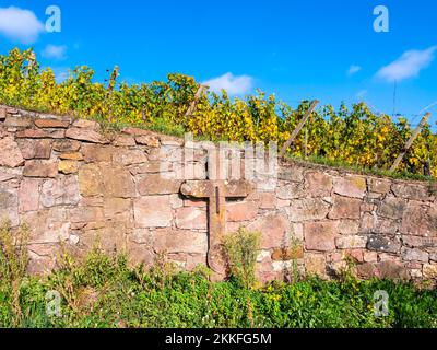 Überqueren Sie die Steinmauer in den Weinbergen von Turckheim - Weinstraße des Elsass, Frankreich. Stockfoto