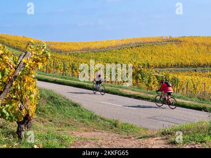 Turckheim, Frankreich - 12. Oktober 2022: Radtour auf der Weinstraße zwischen den Weinbergen in Herbstfarben auf dem Hügel Turckheim - Elsass, Frankreich. Stockfoto