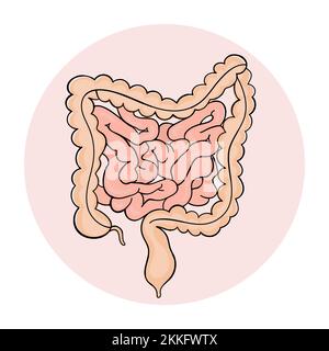 DARM-Medizin-Schema Anatomie von Hand gezogener menschlicher Vektor-Illustration Stock Vektor