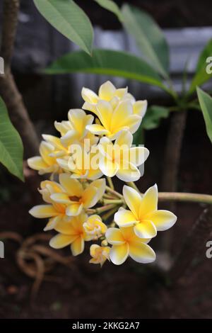 Ein selektiver Blick auf die wunderschöne Kamboja-Blume Stockfoto