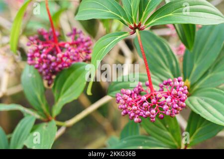 Indonesische Parijata-Früchte (Medinilla speciosa) in einem Garten, die in der Regel zur Steigerung der Fruchtbarkeit von Frauen verwendet werden. Stockfoto