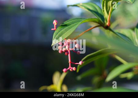 Indonesische Parijata-Früchte (Medinilla speciosa) in einem Garten, die in der Regel zur Steigerung der Fruchtbarkeit von Frauen verwendet werden. Stockfoto